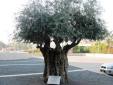 700-yr-old-olive-tree