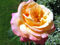 a-rose-from-my-garden