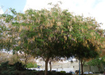 acacia-tree - invasive