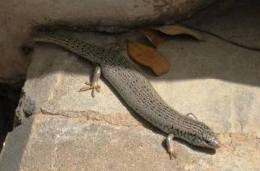beersheba-lizard1
