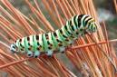 Black Swallowtail Butterfly larva