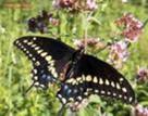 Black Swallowtail Butterfly