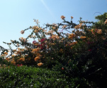 bougainvilleas1