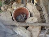 desert-fox-at-zoo