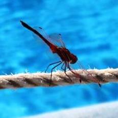 Dragonfly