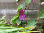 fresh-flower-on-vine