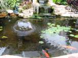 gold-fish-pond