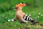 hoopoe-the-national-bird