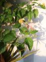 lantana-camara-invasive-bush