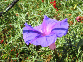 morning-glory-in-my-garden
