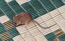 Mouse in Beer-Sheva