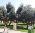 olive-grove-at-bgu2