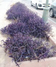 purple-succulent-wandering-jew