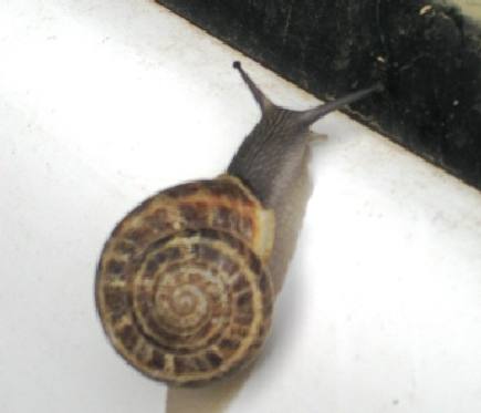 Snail