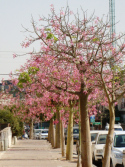 trees-on-weizman-st-october