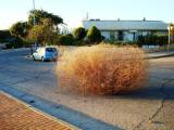 tumbleweed giant