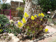 varied-desert-gardening
