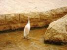 white-heron