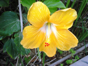 yellow-hibiscus-rosa-sinensis