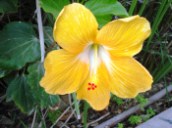 yellow-hibiscus-rosa-sinensis