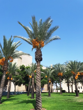 BGU date palm grove