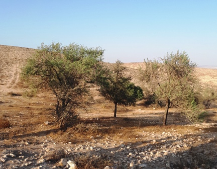 Desert vegetation