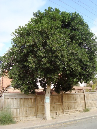 Ficus tree in Neveh Noy