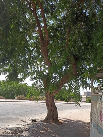 Mature tree2
