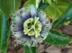 Passiflora flower