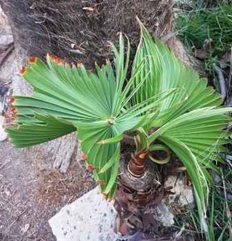 Washingtonia filifera - invasive