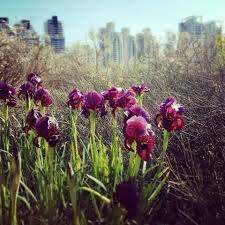 Irises near Be'er-Sheva